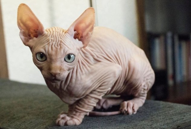 hairless cat breeds