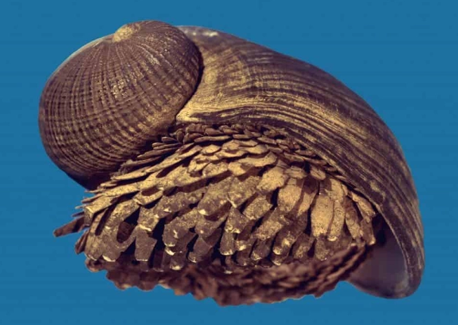 Scaly Foot Gastropod Size Explained: From Tiny Shells to Deep-Sea Giants