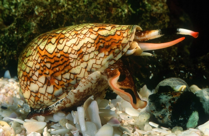 Chrysomallon squamiferum size