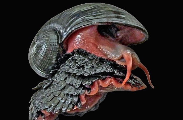 Chrysomallon squamiferum habitat