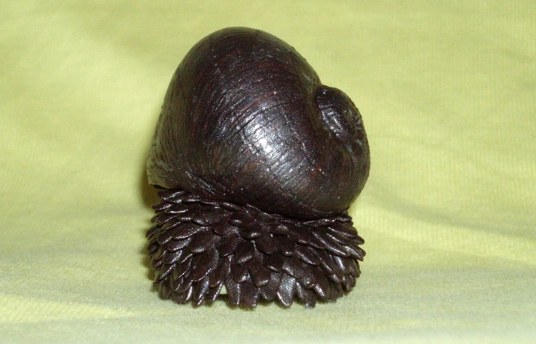 deep sea hydrothermal vent snail
