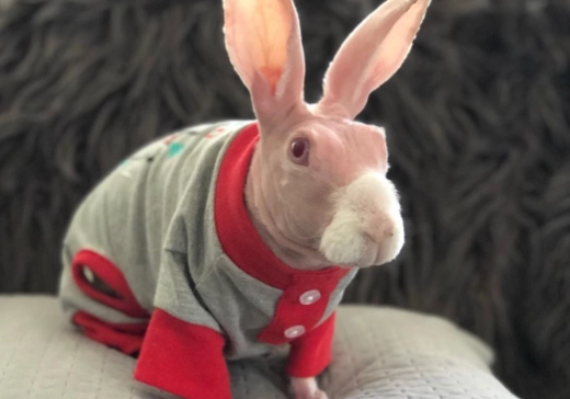 rabbit tail problems rabbit tail problems