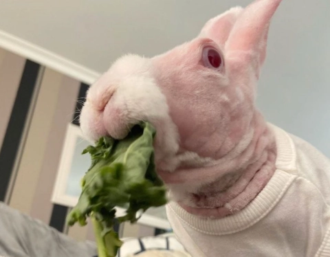 hairless rabbit tail hairless rabbit tail