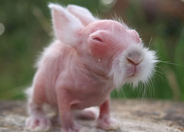 rabbit tail problems rabbit tail problems