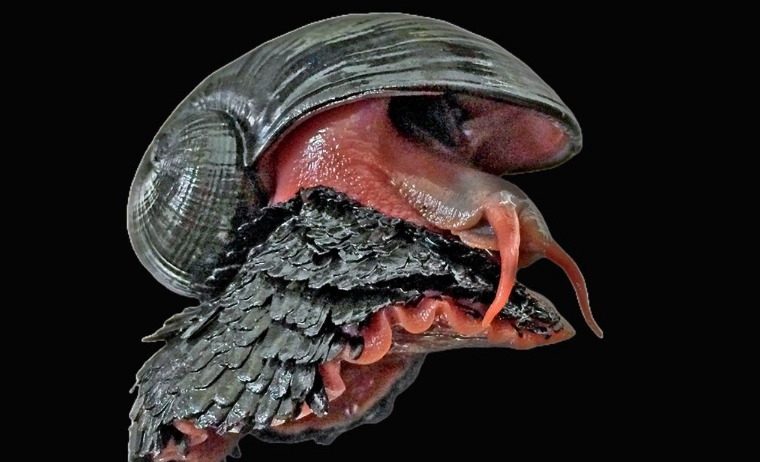 Chrysomallon squamiferum size