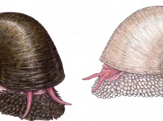 Chrysomallon squamiferum size