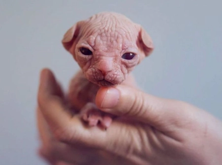 hairless cat