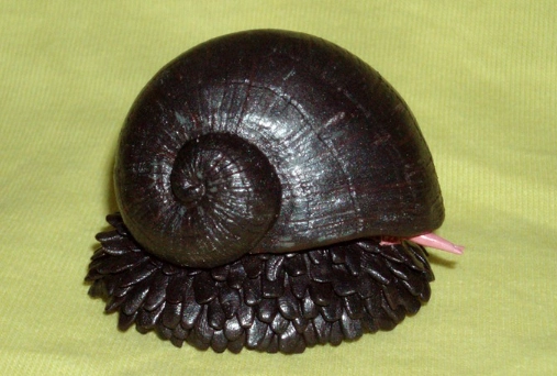 deep sea snail size