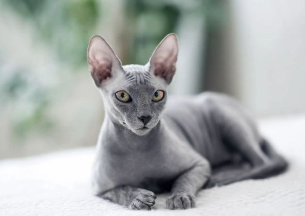 sphynx cat care
