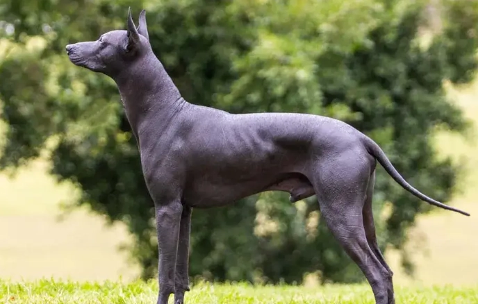 Peruvian hairless dog care