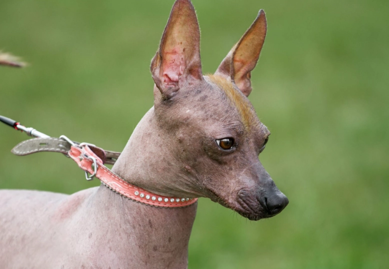 hairless dog breeds