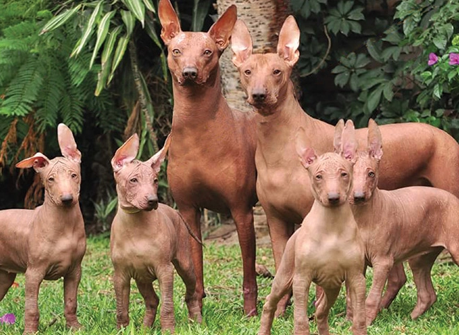 hairless dog breeds
