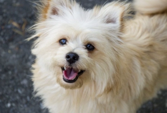 What is a Pomeranian cross poodle called?