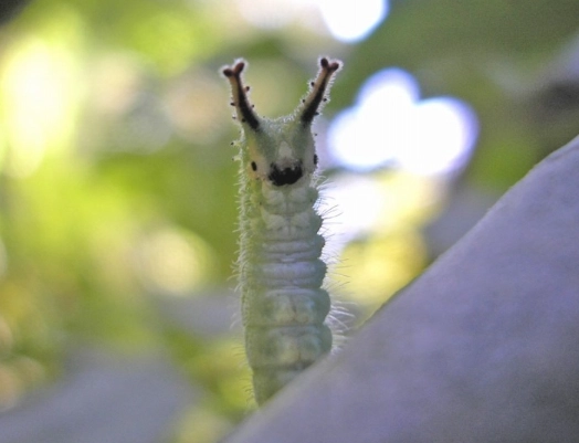 Japanese emperor caterpillar habitat