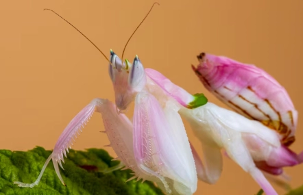 orchid mantis venom