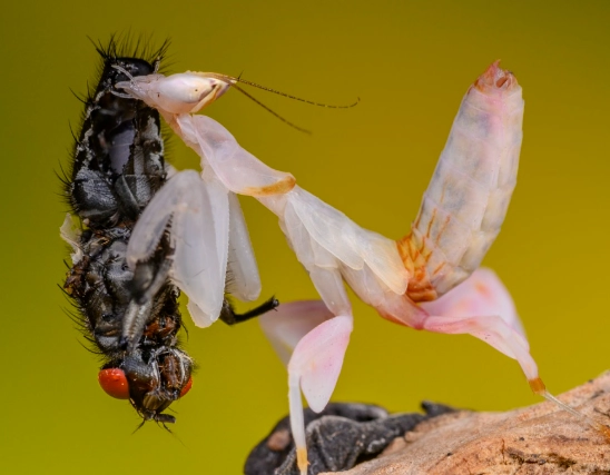 Orchid mantis diet