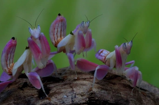 are orchid mantis dangerous to humans