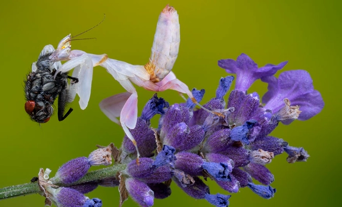 Feeding Orchid mantis