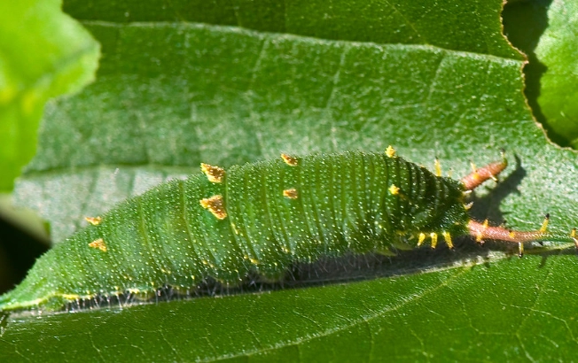 Japanese emperor caterpillar find