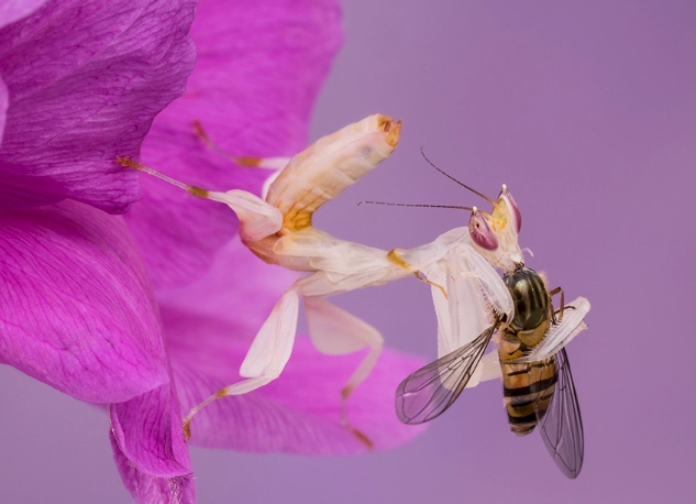 Orchid mantis diet