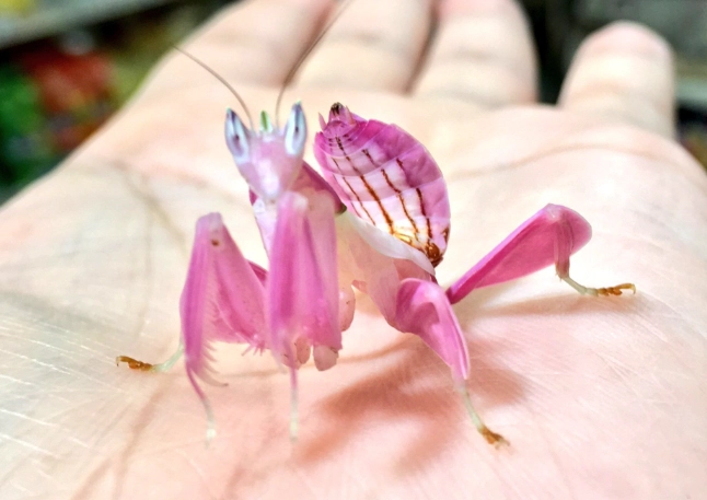 orchid mantis for sale orchid mantis for sale