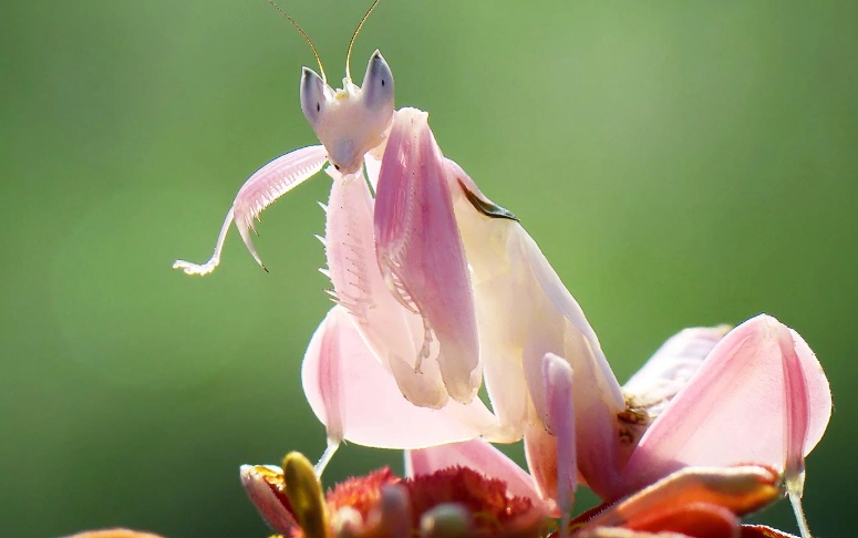 orchid mantis real or fake orchid mantis real or fake