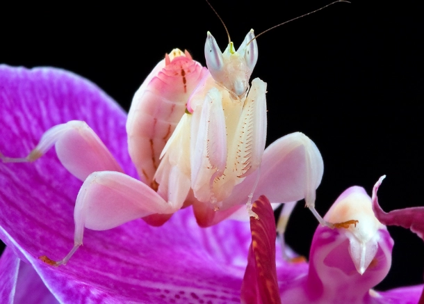 Are orchid praying mantis poisonous?
