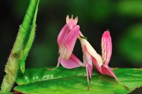 orchid mantis venom