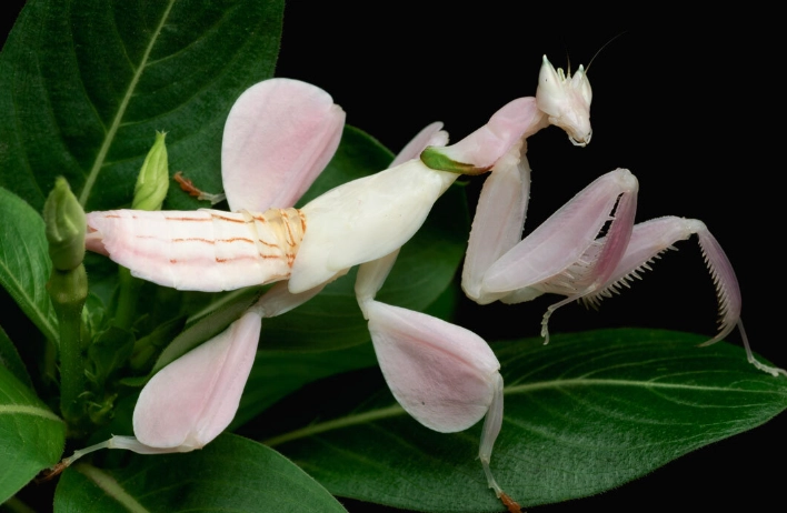 is it illegal to own an orchid mantis is it illegal to own an orchid mantis