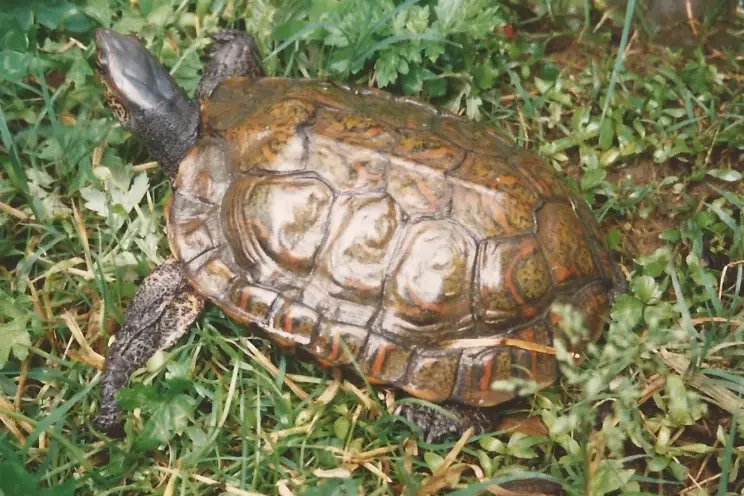 painted wood turtle pet painted wood turtle pet
