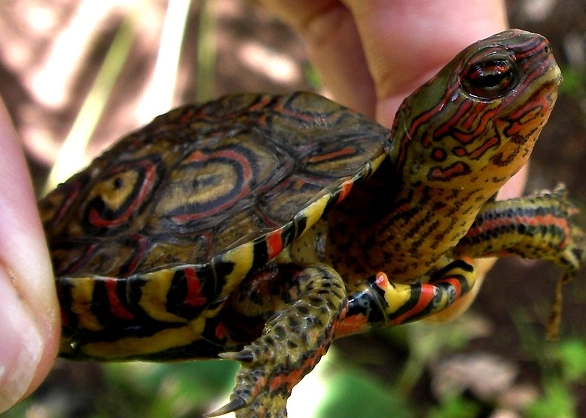 painted wood turtle care painted wood turtle care