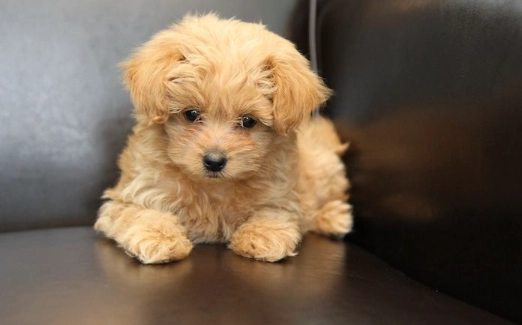 Pomeranian Poodle Mix