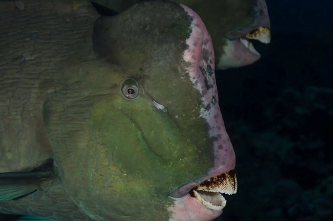 bump head parrot fish aggressive