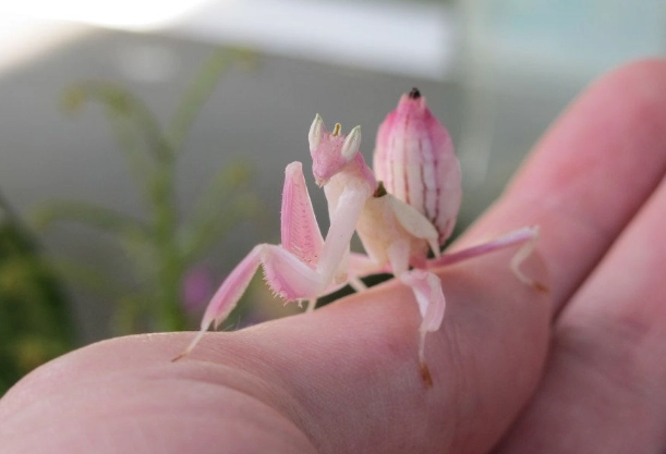 Is it illegal to own an orchid mantis?