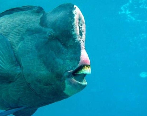 stop parrot fish aggression