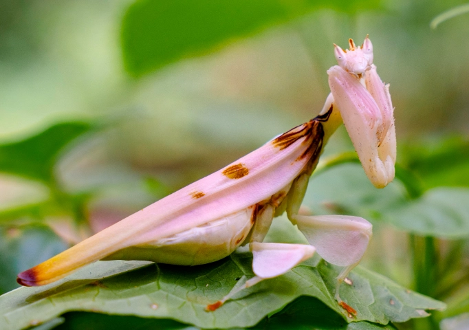 orchid mantis for sale orchid mantis for sale