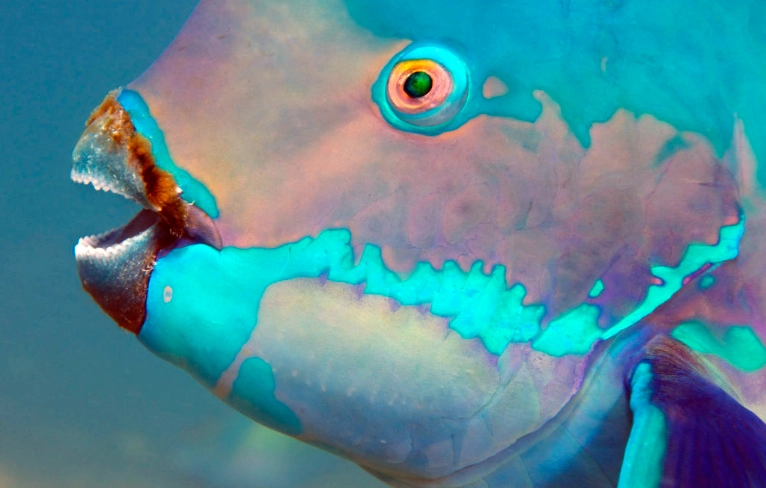 bump head parrot fish aggressive