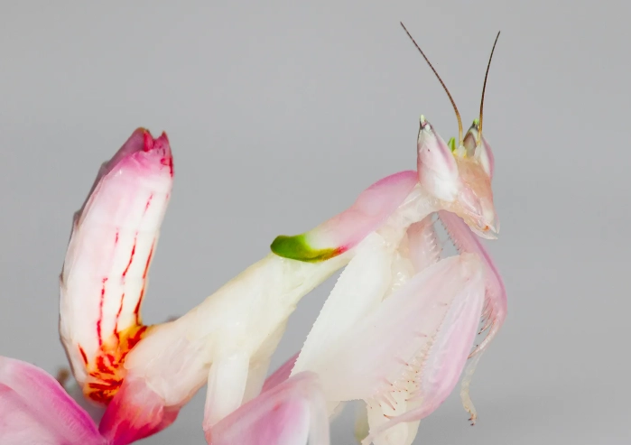 orchid mantis real or fake orchid mantis real or fake
