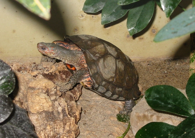 north american wood turtle north american wood turtle