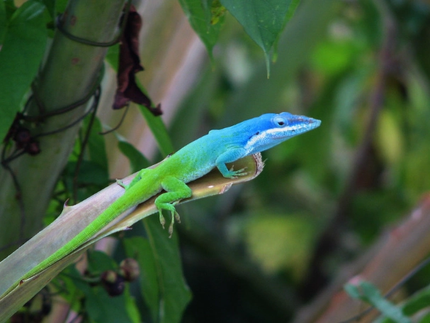 blue anole lizard blue anole lizard