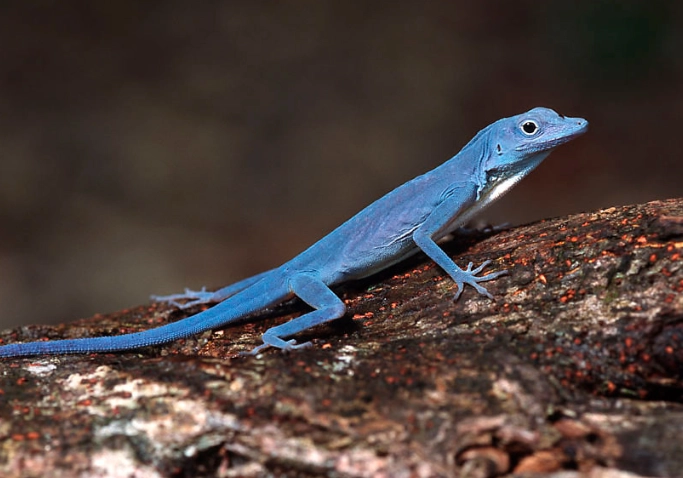 blue anole lizard blue anole lizard