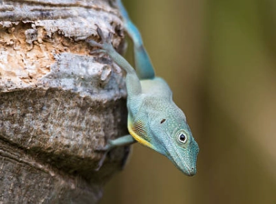 anolis gorgonae anolis gorgonae