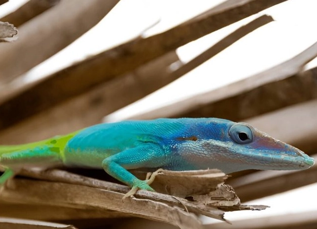 blue anole care blue anole care