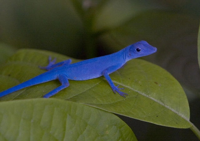 anolis gorgonae anolis gorgonae