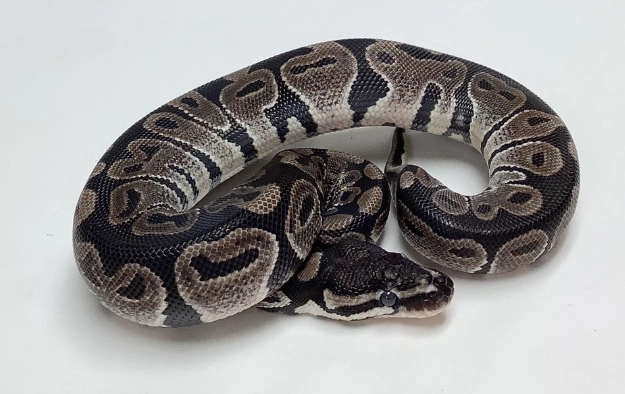 axanthic vs normal axanthic vs normal