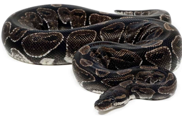 axanthic ball python axanthic ball python