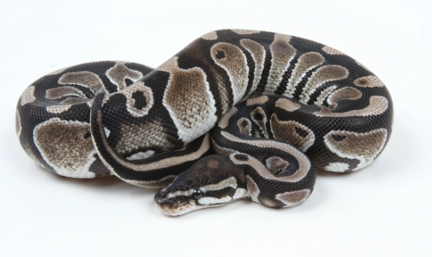 axanthic breeding genetics axanthic breeding genetics