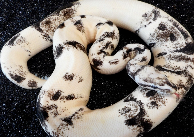 axanthic vs normal axanthic vs normal