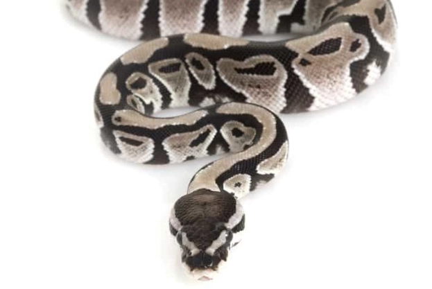 axanthic breeding genetics axanthic breeding genetics