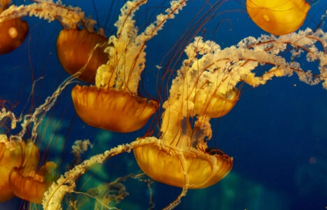 jellyfish reproduction